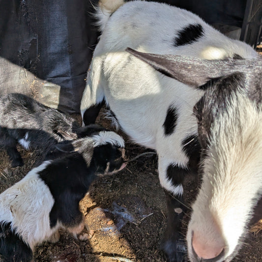 Welcome, Mac and Cheesecake! A Sweet Surprise on the Homestead
